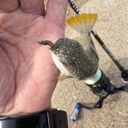 ちょい投げキス釣り調査