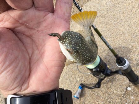 ちょい投げキス釣り調査