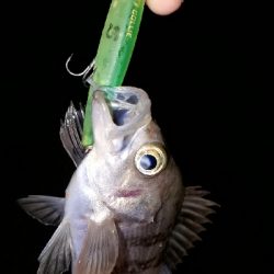 メバルの数釣り