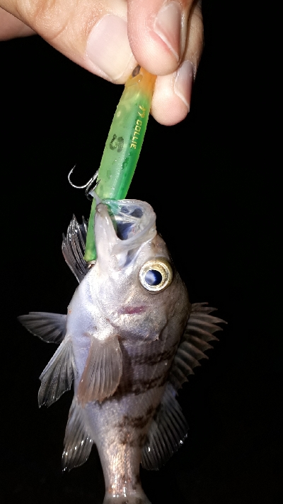 メバルの数釣り