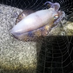 エギング大漁だ～