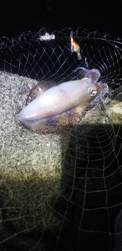 エギング大漁だ～