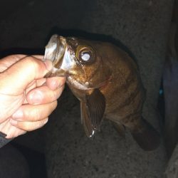 久々にメバリング