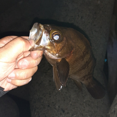 久々にメバリング