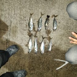 アジングシーズン到来？