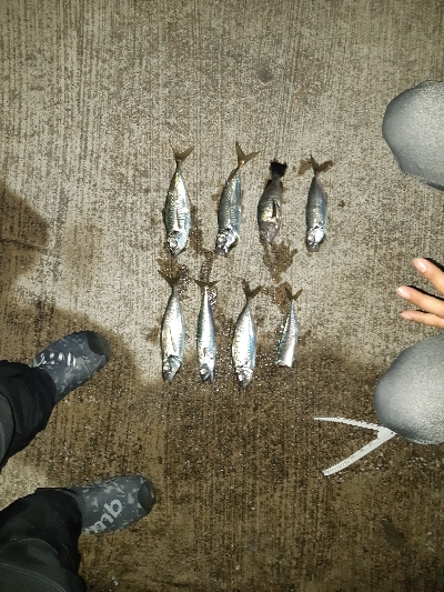 アジングシーズン到来？