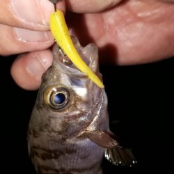 メバリングの数釣りを楽しむ