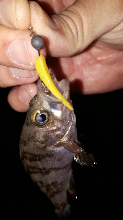 メバリングの数釣りを楽しむ