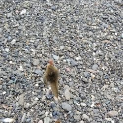 エギングからのキス釣り