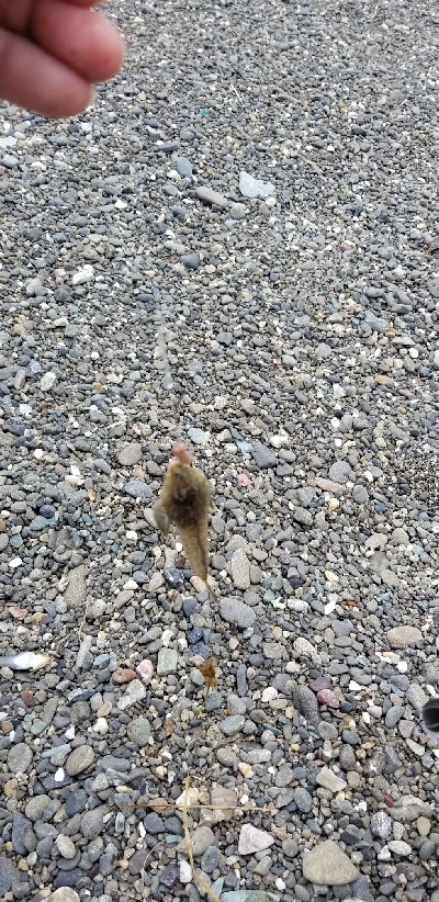 エギングからのキス釣り