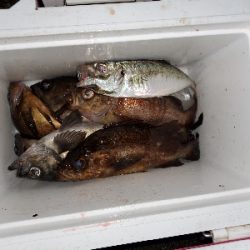 メバル大当たり