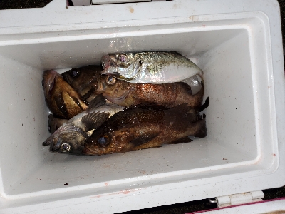 メバル大当たり