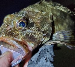 大阪湾奥ランガン日記