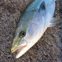 ビックブルー祭