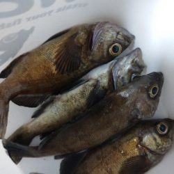 岸際メバリング