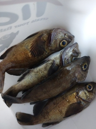 岸際メバリング