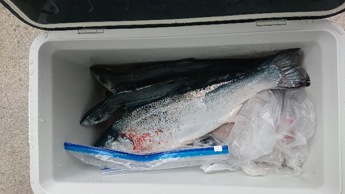 久しぶりのショアジギング