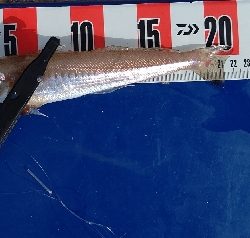 キス釣り調査へ