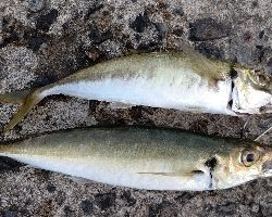 シーバスルアーにアジ
