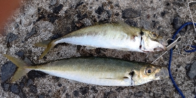 シーバスルアーにアジ