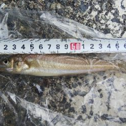 室津のキス釣り