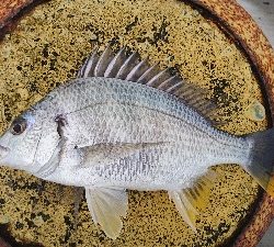 久々に 短時間集中で釣れた