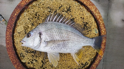 久々に 短時間集中で釣れた