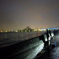 腹パンタチウオ