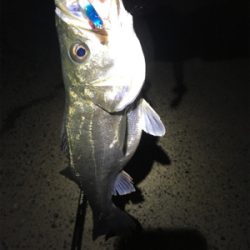 底バチパターン