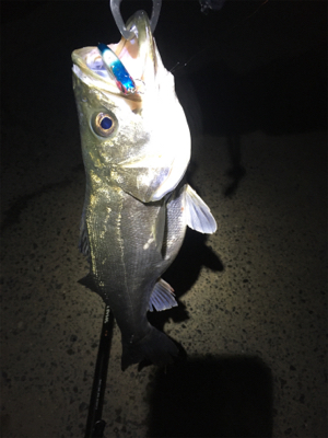 底バチパターン