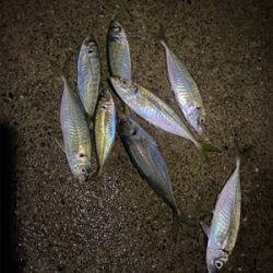 連日のアジング