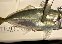 密を避けてアジング