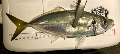 密を避けてアジング