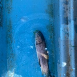 栃木市総合運動公園フィッシングフィールド