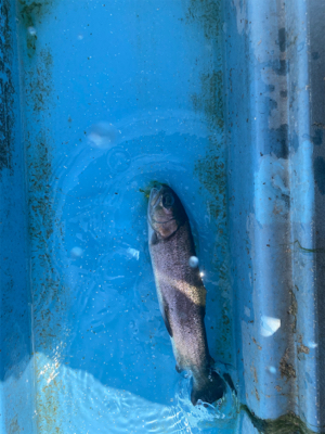 栃木市総合運動公園フィッシングフィールド