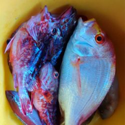 ボートジギング&タイラバ&胴突き仕掛け