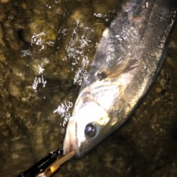 まあまあサイズ