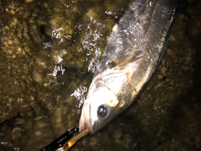 まあまあサイズ