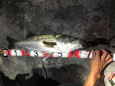 連休メバリング