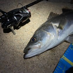 淀川ブリームゲーム