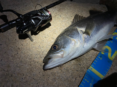 淀川ブリームゲーム