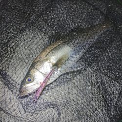 バチパターン調査