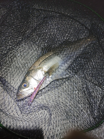 バチパターン調査