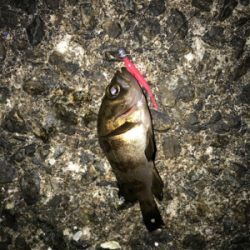 メバルたくさん