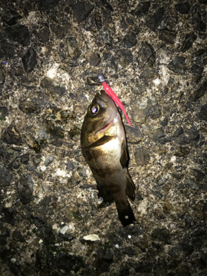 メバルたくさん