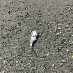 久々の湘南サーフ