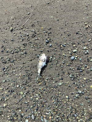 久々の湘南サーフ