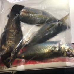 密を避けての釣行