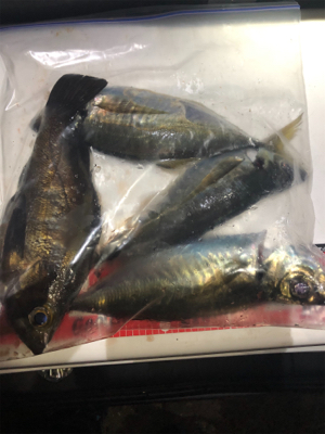 密を避けての釣行