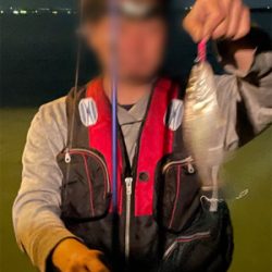 シーバス&ニゴイ